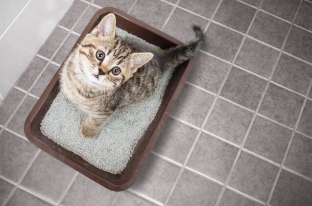 does my cat need a litter box when travelling, Photo credit Andrey Kuzmin Shutterstock com