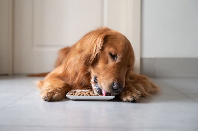 does my dog have food allergies, Photo credit Chendongshan Shutterstock com