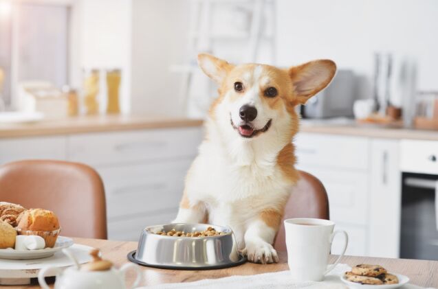 does my dog have food allergies, Photo credit Pixel Shot Shutterstock com