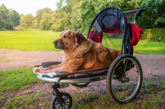 does my dog need a stroller, Photo credit Marmalade Photos Shutterstock com