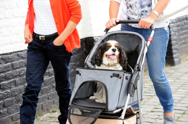 does my dog need a stroller, Photo credit LEON COLON ORTEGA Shutterstock com