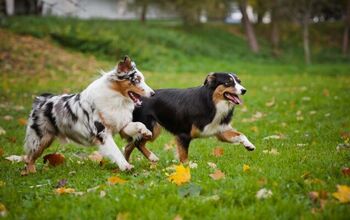 Does Your Dog Have A Better Social Life Than You Do?