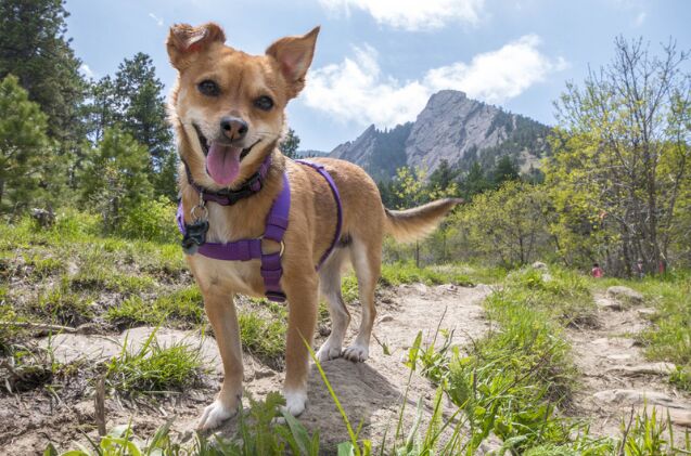 does your dog have what it takes to be a b a r k ranger, Photo credit Brooke Glandt Shutterstock com