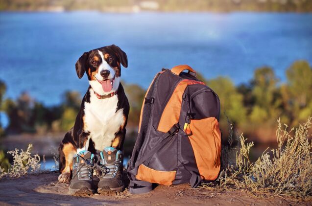 does your dog have what it takes to be a b a r k ranger, Photo credit Kasefoto Shutterstock com