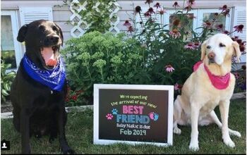 Dog Eats Gender Reveal Cake To Share The Big News [Video]