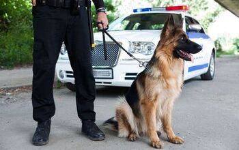 Dog Helps Find Missing Child