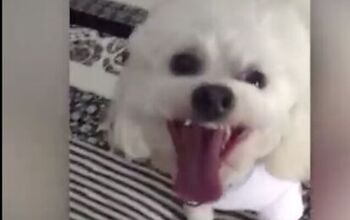 Dog Helps Stage the Cutest Baby Reveal to Grandma [Video]