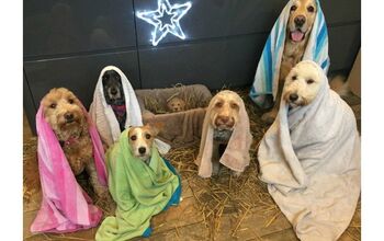 Dog Nativity Scene Has Us Counting Our Blessings