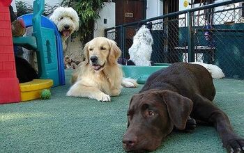 Dog Parent Alert: Is Doggie Daycare A Scam?