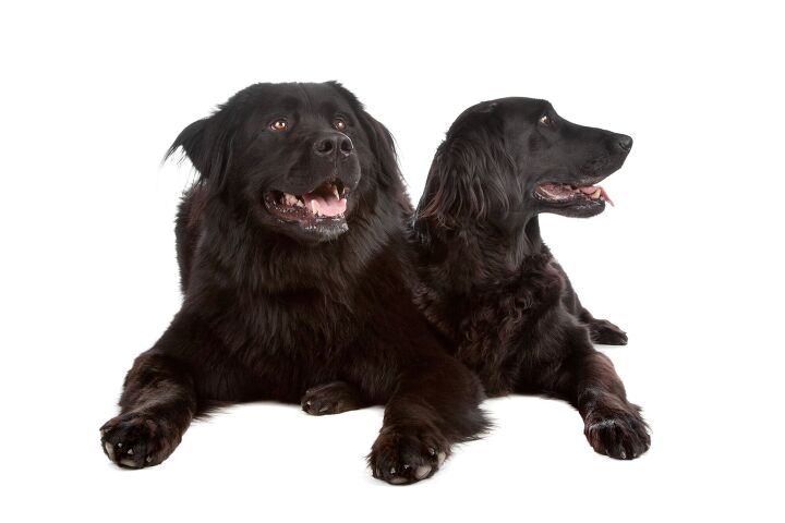 dog siblings reunited after 13 years apart thanks to a dna test, Erik Lam Shutterstock