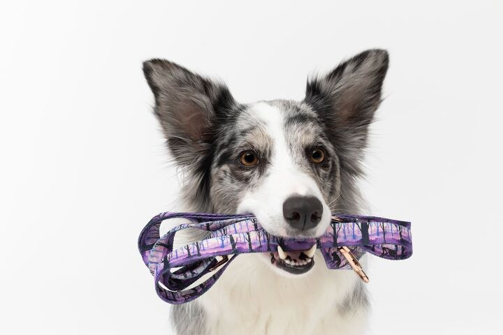 dog soundboard buttons the jury s back on whether they work, Photo Credit fotodrobik Shutterstock com