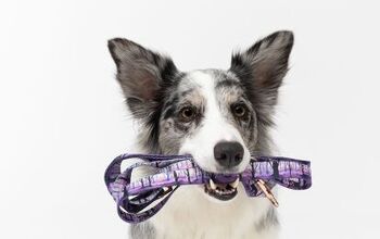 Dog Soundboard Buttons - the Jury's Back On Whether They Work