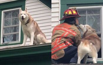 Dog Stuck On Roof Has Lots Of Love For His Rescuer [Video]