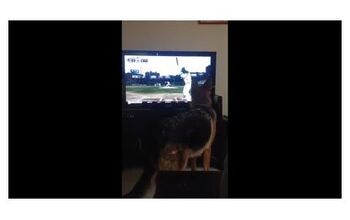 Dog Tries To Fetch Baseball on TV