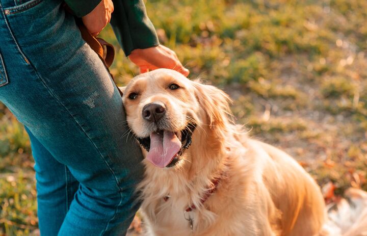 dog uses sound buttons to tell his owner she was sick, trofalenaRV Shutterstock