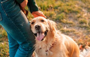 Dog Uses Sound Buttons to Tell Owner She Is Sick Before She Knew It