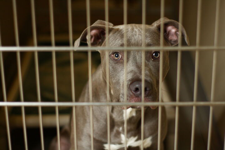 dog who cried endlessly at indiana shelter gets adopted, Nick Chase 68 Shutterstock