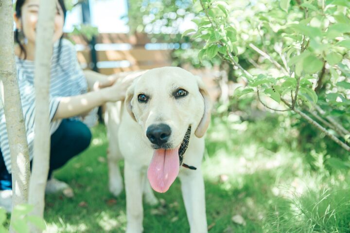 dog who went through three failed adoptions finds a forever home, buritora Shutterstock