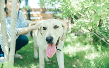 Dog Who Went Through Three Failed Adoptions Finds A Forever Home