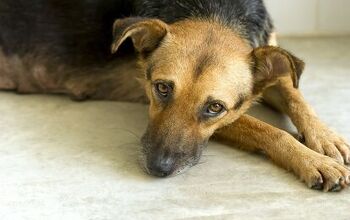 Doggie Depression: Understanding Depression in Dogs