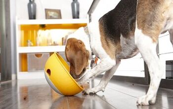 Dogs Can Rock Out With The Rock ’N Bowl Feeder