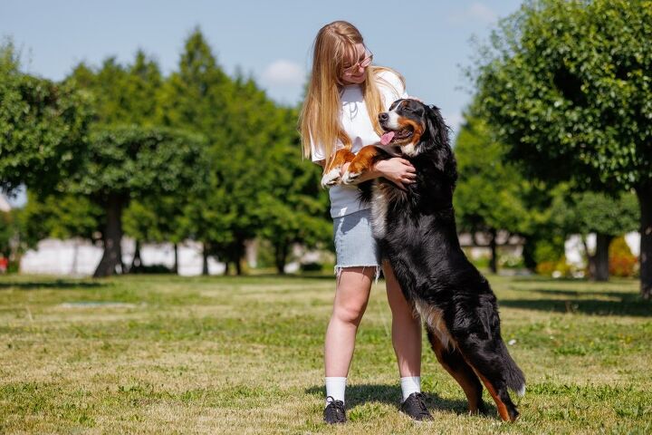 dogs can smell when youre stressed, sergey kolesnikov Shutterstock