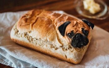 Dogs In Food Instagram Photos Serve Up Delightful Doggie Dishes