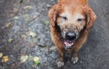 Dogs Respond Slower To an Angry Human’s Commands