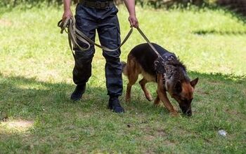 Dogs Trained to Detect Ancient Remains Expedite Search for Graves