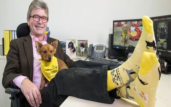 Dogs Trust Wants You To Give Socks, Not Dogs This Holiday Season