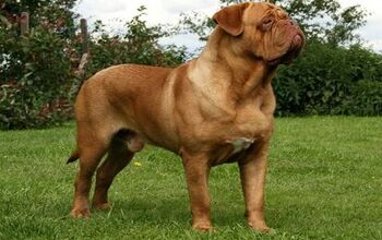 Dogue De Bordeaux