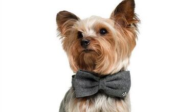 Don Your Dog In Dapper Apparel This Holiday Season