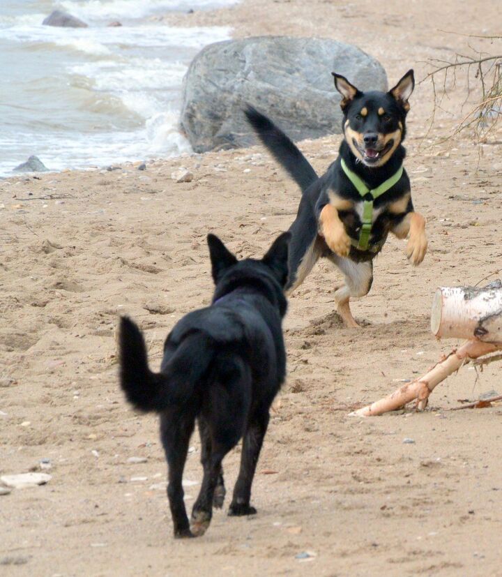 dont worry hes friendly training for off leash dog encounters