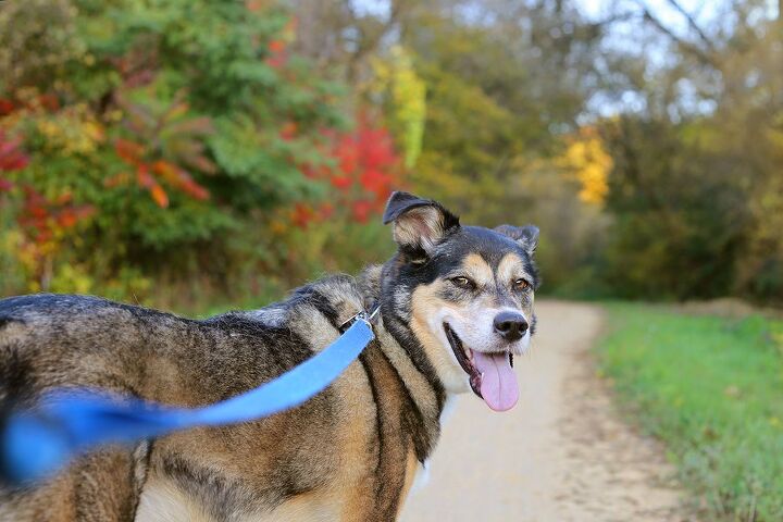 dont worry hes friendly training for off leash dog encounters