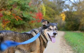 Don’t Worry, He’s Friendly! Training for Off-Leash Dog Encounters