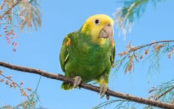 Double Yellow Headed Amazon