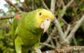 Double Yellow Headed Amazon