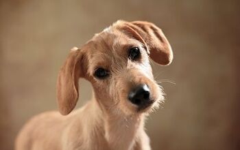 Doxie Cairn