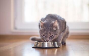 Dr. Jean Hofve Shares Valuable Feline Nutrition Tips