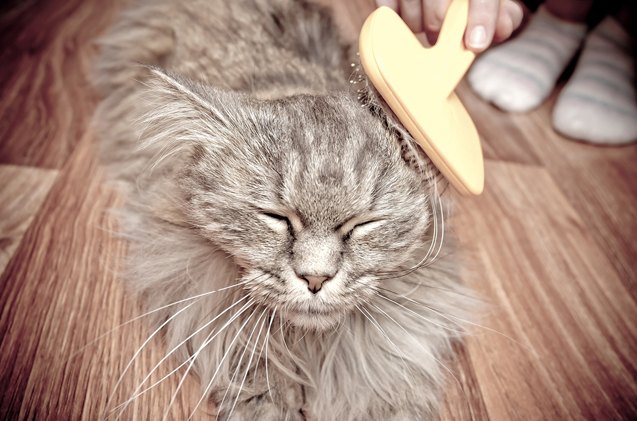 drop dead gorgeous cat grooming basics you need to know