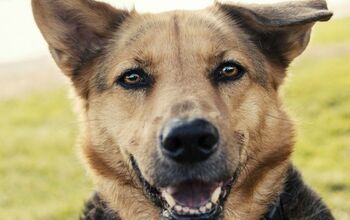 Drug-Sniffing Canine Helps Homeless Shelters Fight Opioid Crisis