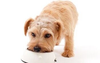 Dry Vs. Wet Dog Foods: Which Is The Right Choice? Part 3