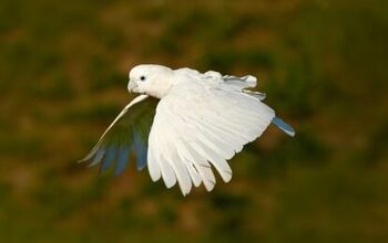 Ducorp’s Cockatoo