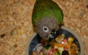 Dusky Headed Conure