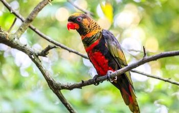 Dusky Lory