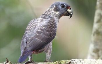 Dusky Parrot