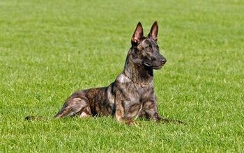 Dutch Shepherd