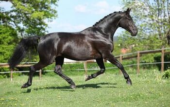 Dutch Warmblood Horse