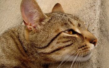 Ear Mites In Cats Lead To Serious Scratching