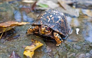 Eastern Box Turtle